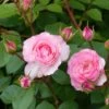 Rosier Grimpant Mini Eden Rose -Des Graines De Plantes rosier grimpant mini eden rose 657872 1