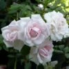 Rosier Grimpant New Dawn -Des Graines De Plantes rosier grimpant new dawn 7714202 3