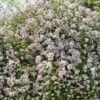 Rosier Liane Paul's Himalayan Musk -Des Graines De Plantes rosier paul himalayan musk 771550 1