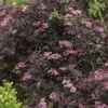 Sureau Noir - Sambucus Nigra Black Beauty (Gerda) -Des Graines De Plantes sambucus nigra black beauty gerda 7870 3