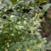 Sarcococca Hookeriana -Des Graines De Plantes sarcococcas hookeriana type 7816000 1