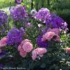 Duo Quartz Et Améthyste -Des Graines De Plantes sc ne phlox paniculata the king rosier berleburg