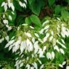 Schizophragma Integrifolia - Hydrangée à Feuilles Entières -Des Graines De Plantes schizophragma integrifolia 67800 1