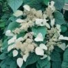 Schizophragma Hydrangeoides Moonlight -Des Graines De Plantes schizophragma moonlight 771567 1