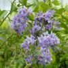 Solanum Crispum Glasnevin -Des Graines De Plantes solanum crispum glasnevin 80051 3