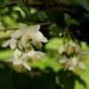 Styrax Japonica - Styrax Japonais -Des Graines De Plantes styrax japonica 74160 6