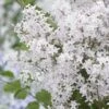 Lilas Nain - Syringa Meyeri Flowerfesta White -Des Graines De Plantes syringa meyeri flowerfesta white 84342 1